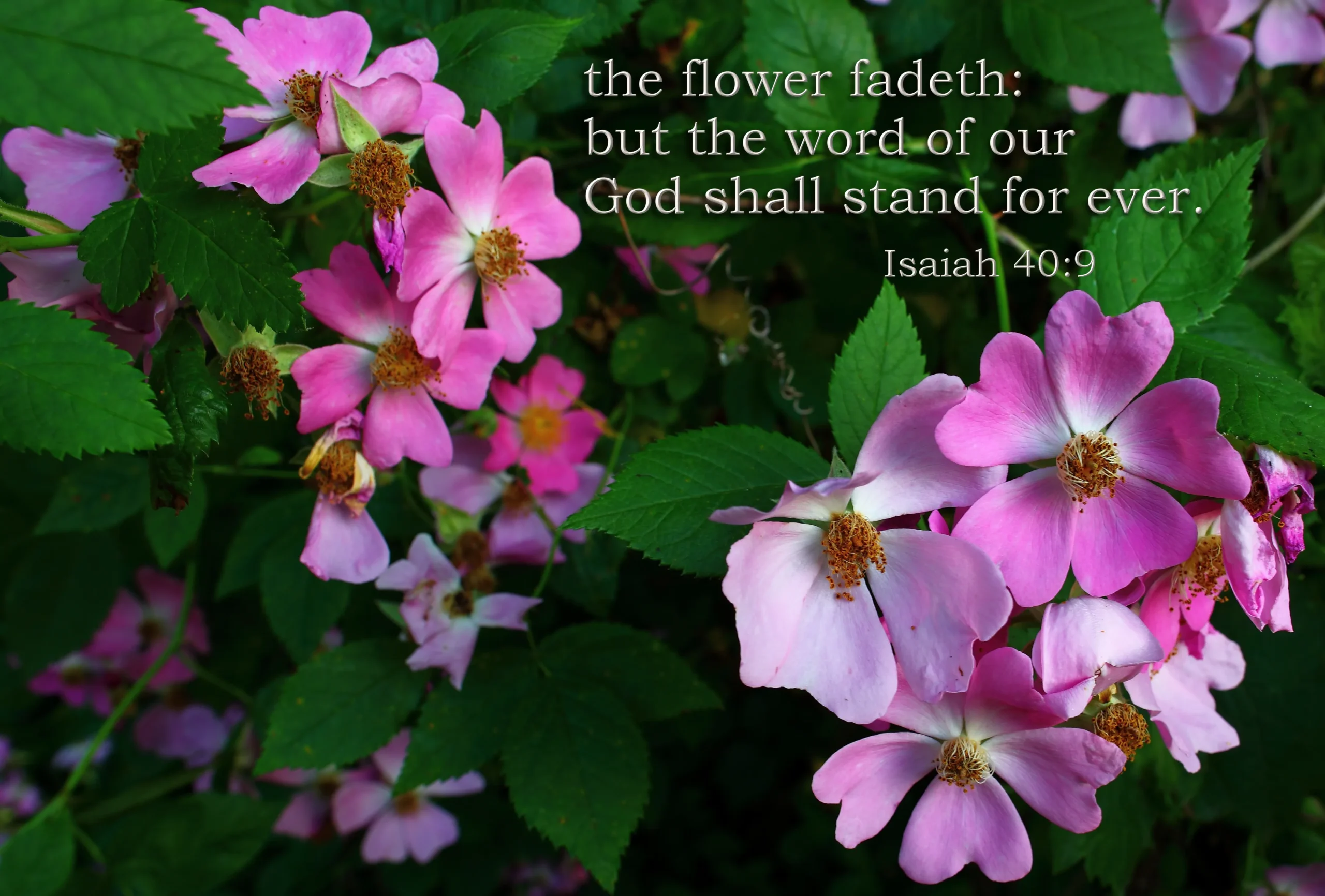 bible verses with flowers