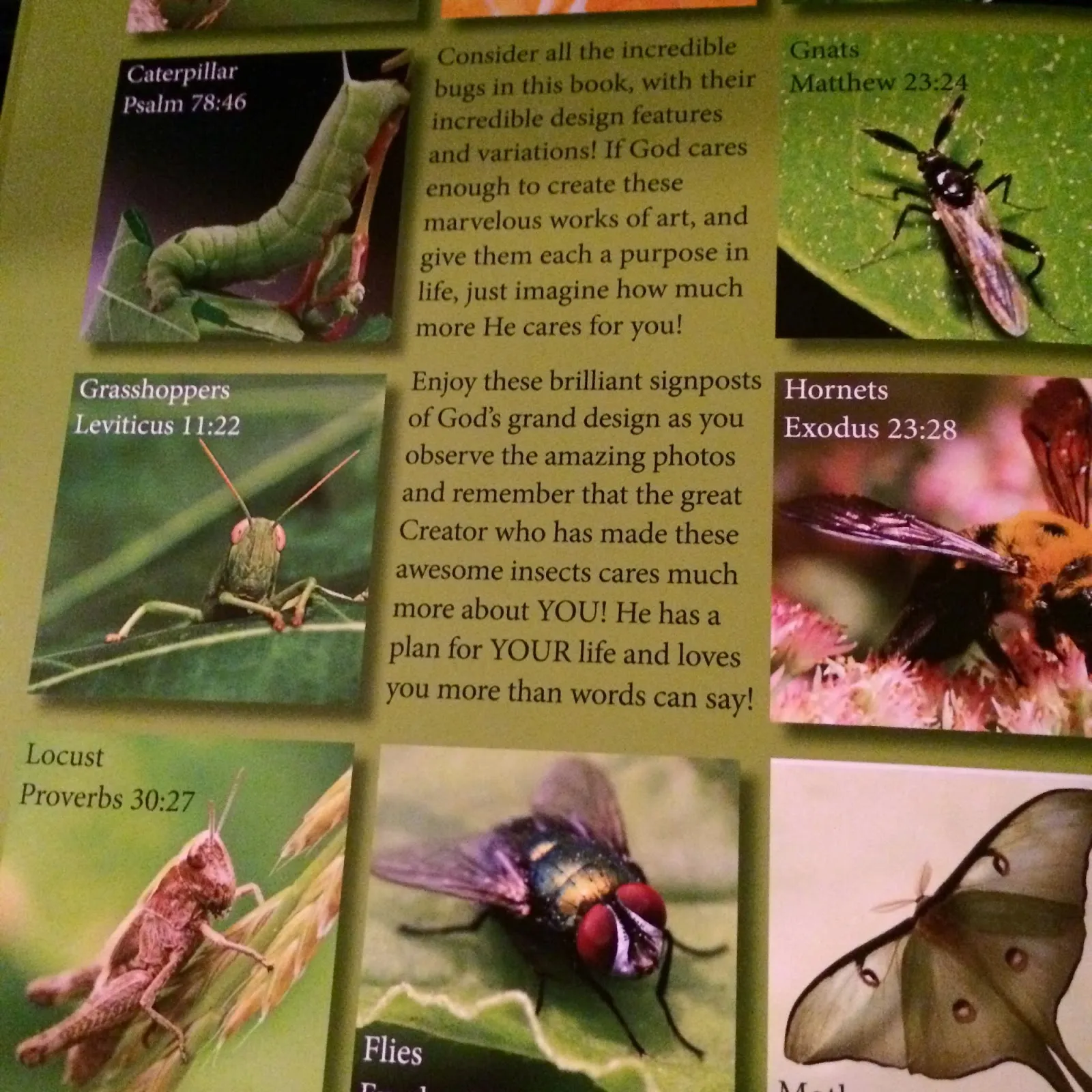 bug bible lessons