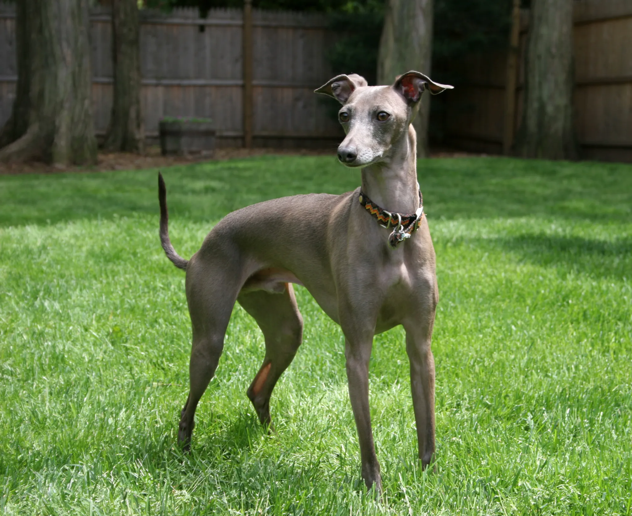 Is the Greyhound the Only Dog Breed in the Bible? Discover the Ancient Secret