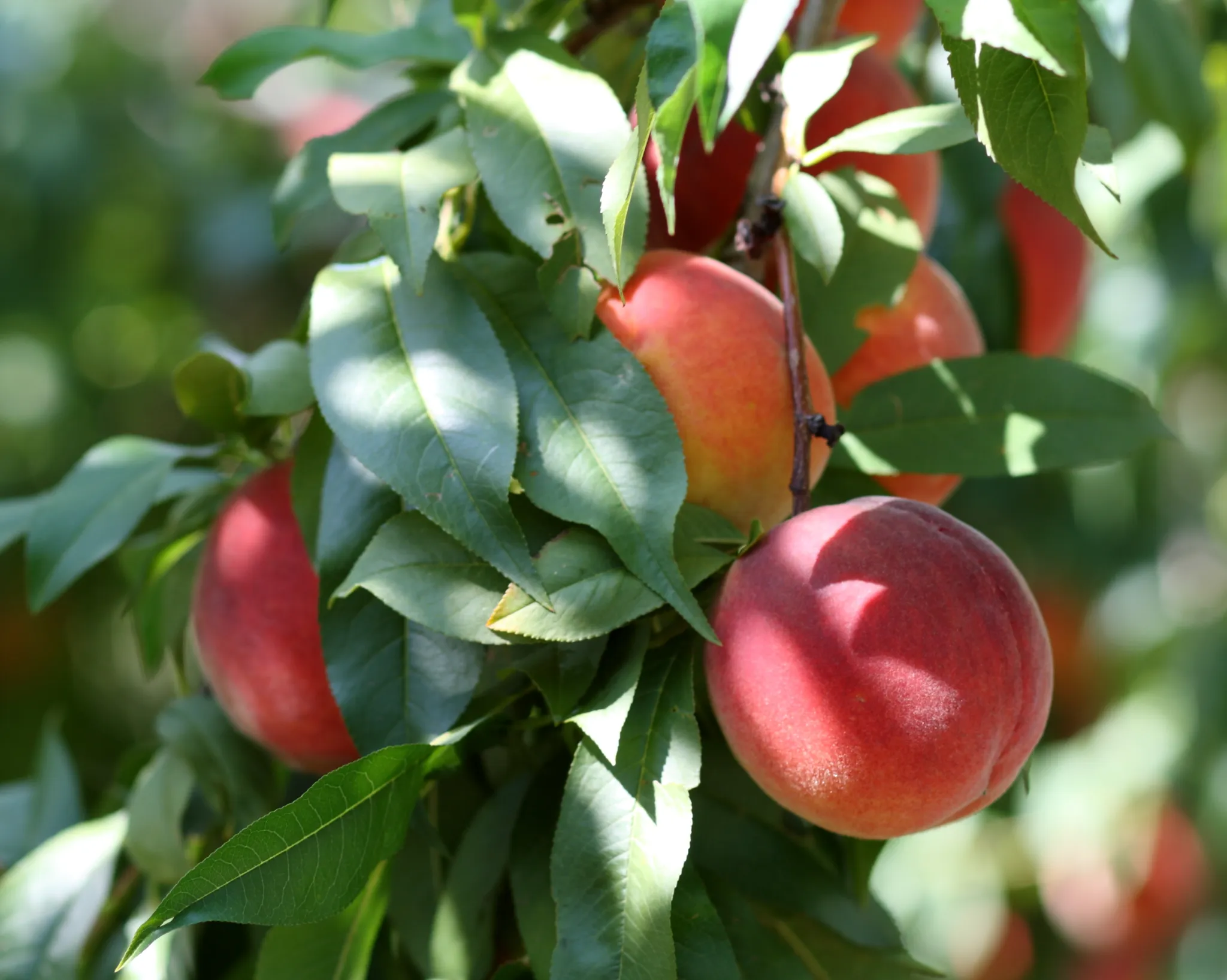 Peaches in the Bible: Unlocking Divine Secrets & Sweet Blessings