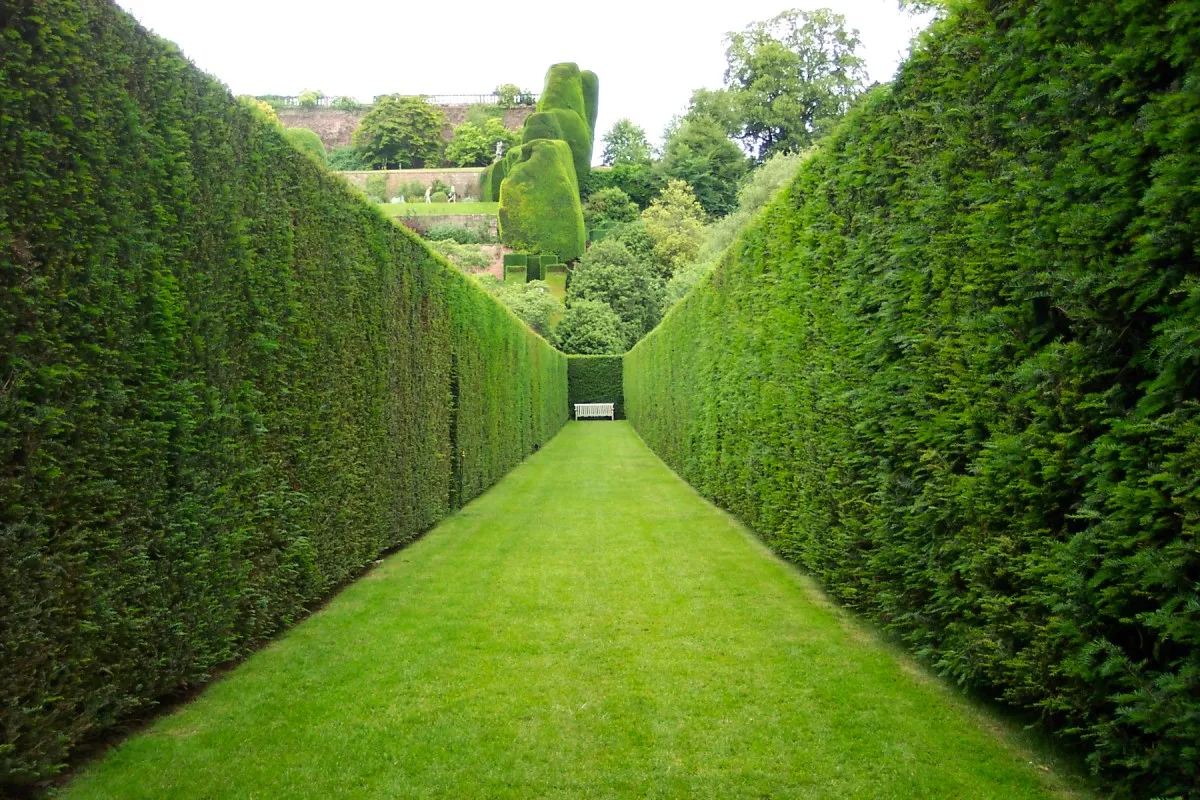 protective hedge