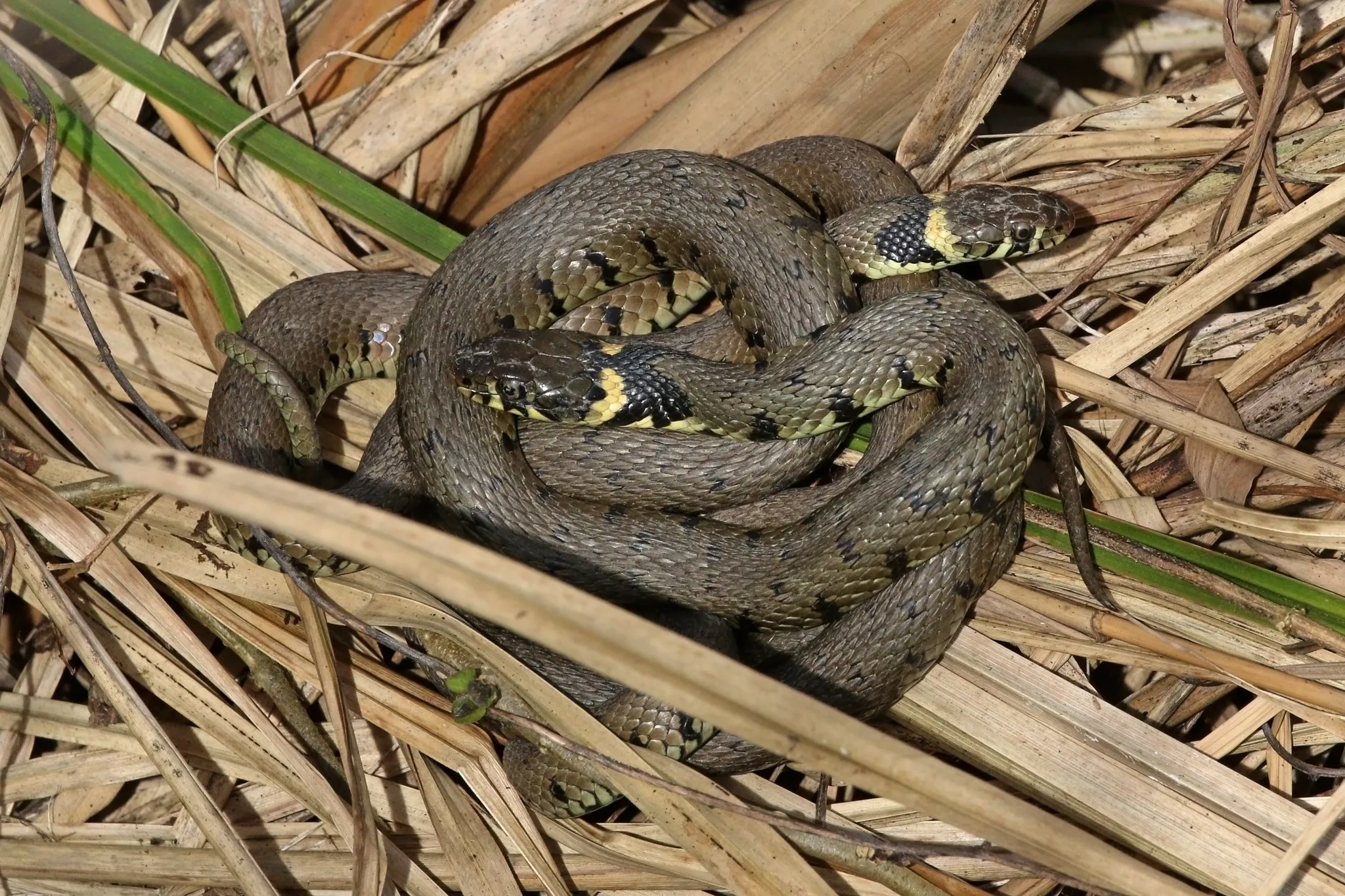 Serpents in Scripture: Exploring Biblical Teachings About Snakes