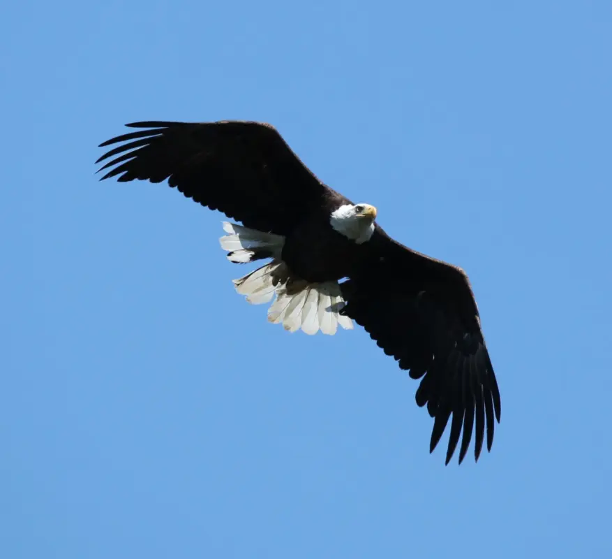 Soaring to New Heights: Understanding the Meaning of “Mount Up with Wings Like Eagles”