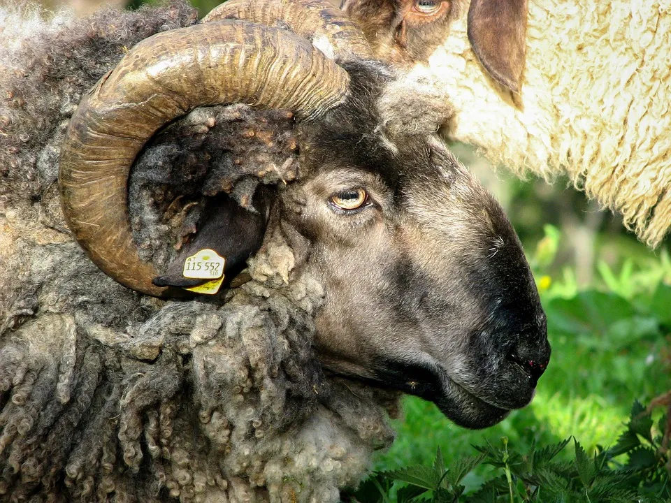The Symbolic Significance of Sheep in the Bible
