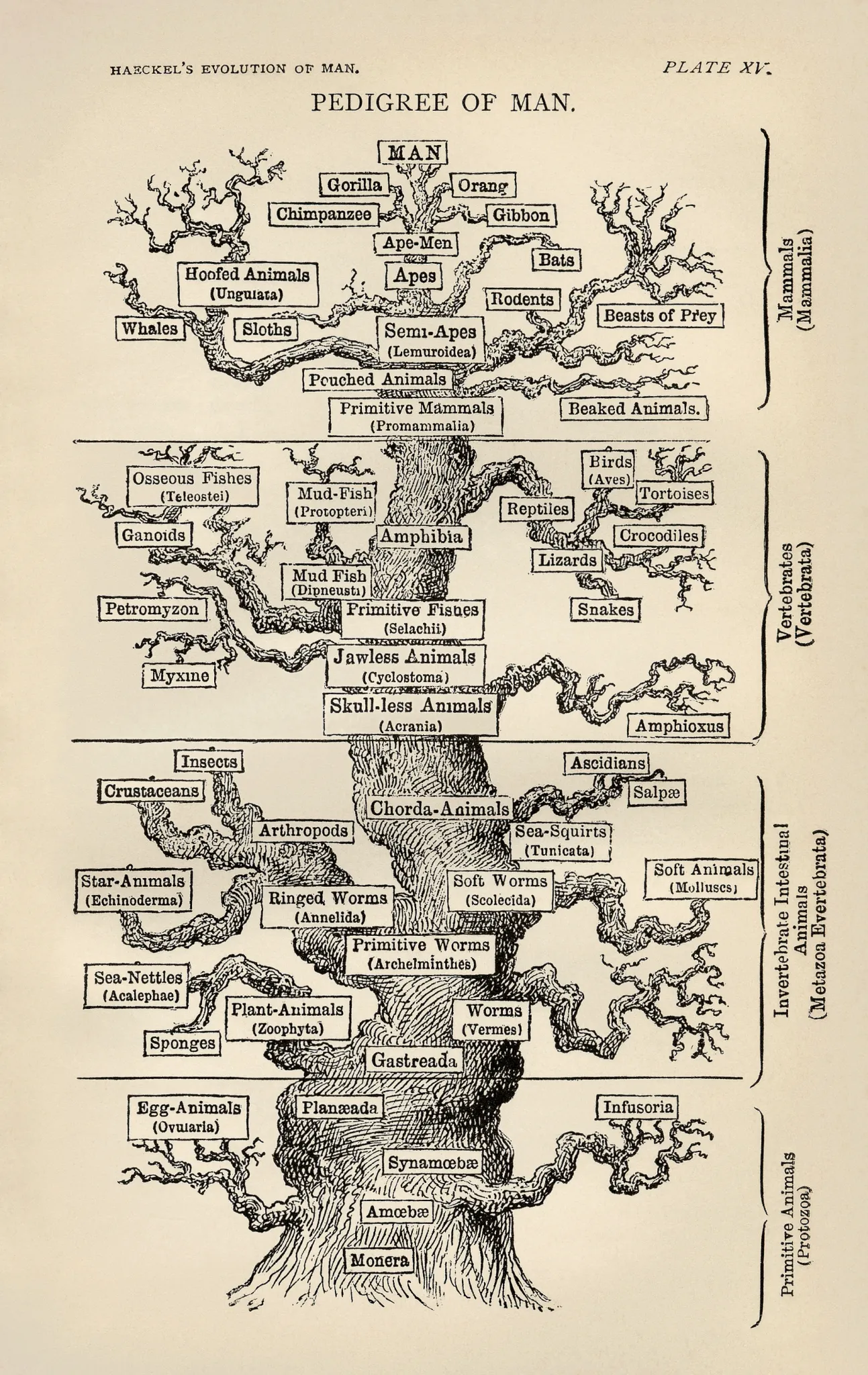 The Symbolic Significance of the Tree of Life Across Different Cultures and Belief Systems