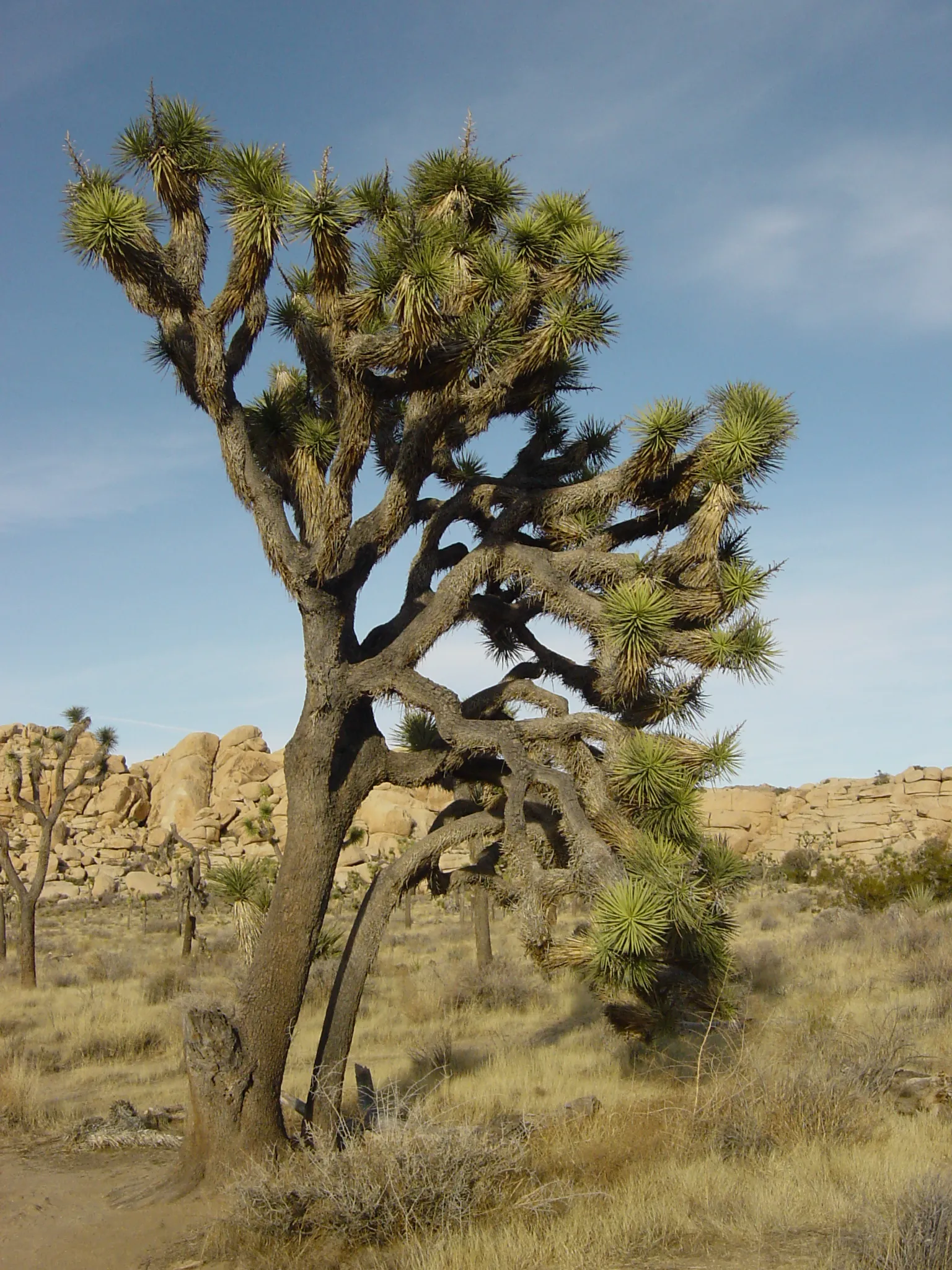 The Surprising Biblical Symbolism of the Broom Tree: How it Reveals God’s Amazing Provision and Transformation