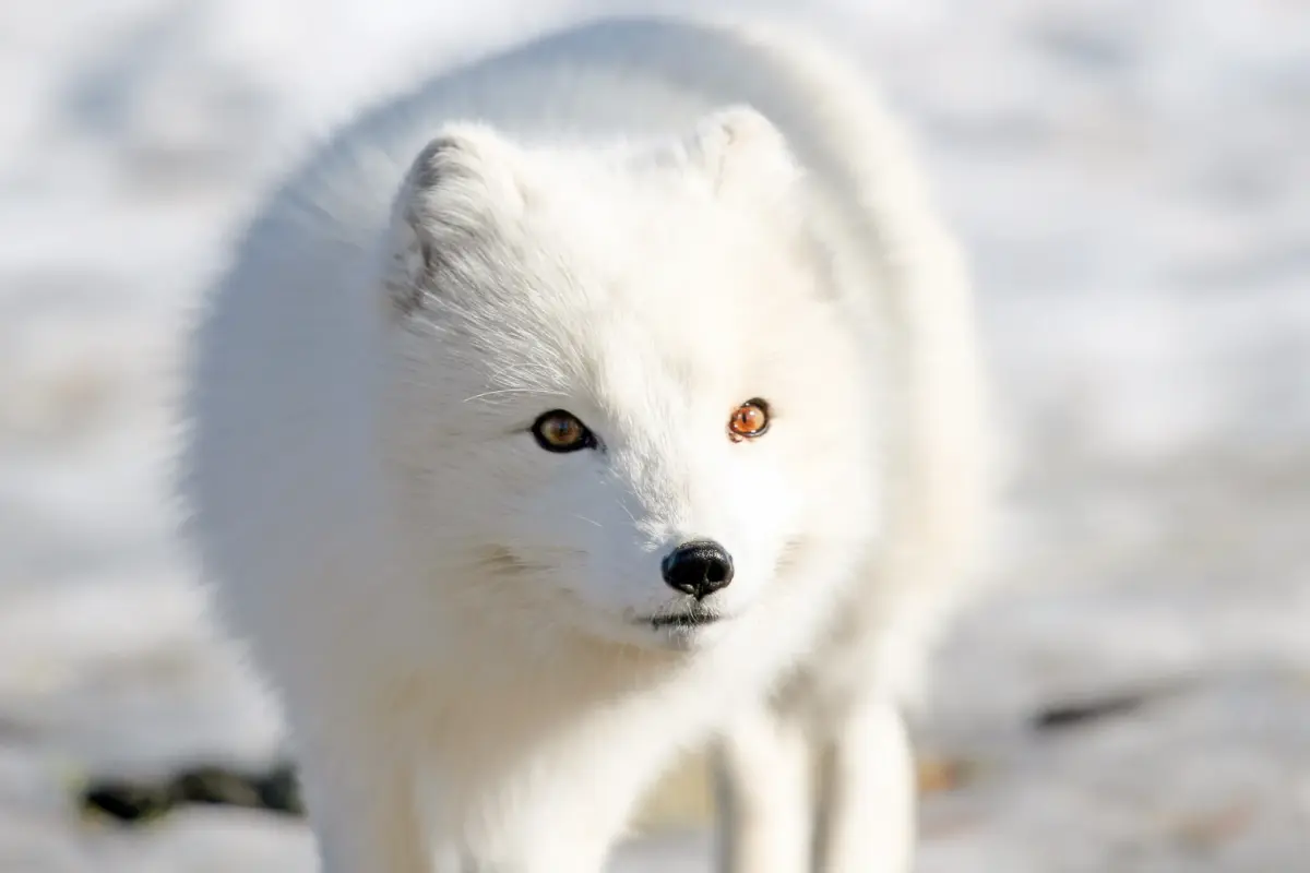 Uncover the Hidden Wisdom: What Surprising Truths Does the Bible’s Fox Reveal?