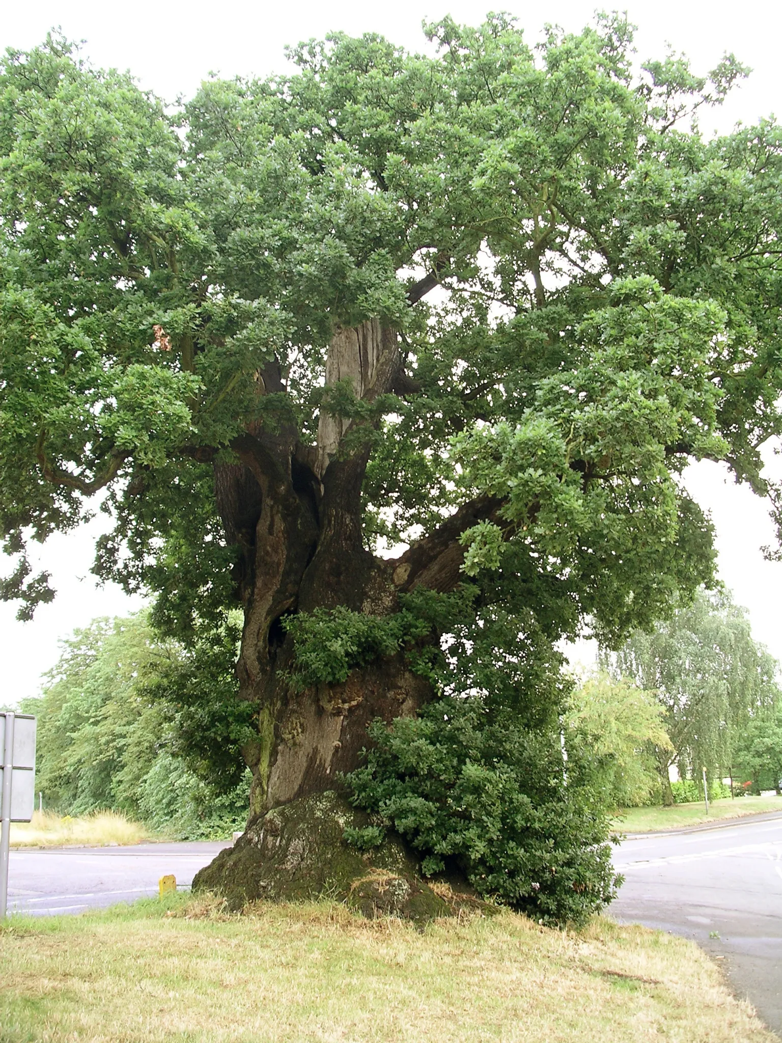 Unlock Biblical Mysteries: The Profound Meaning Behind Oak Trees