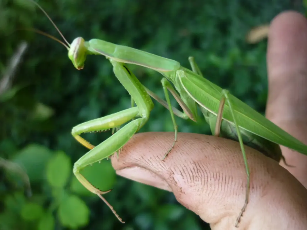Unlock Divine Secrets: The Biblical Meaning Behind Praying Mantis Sightings