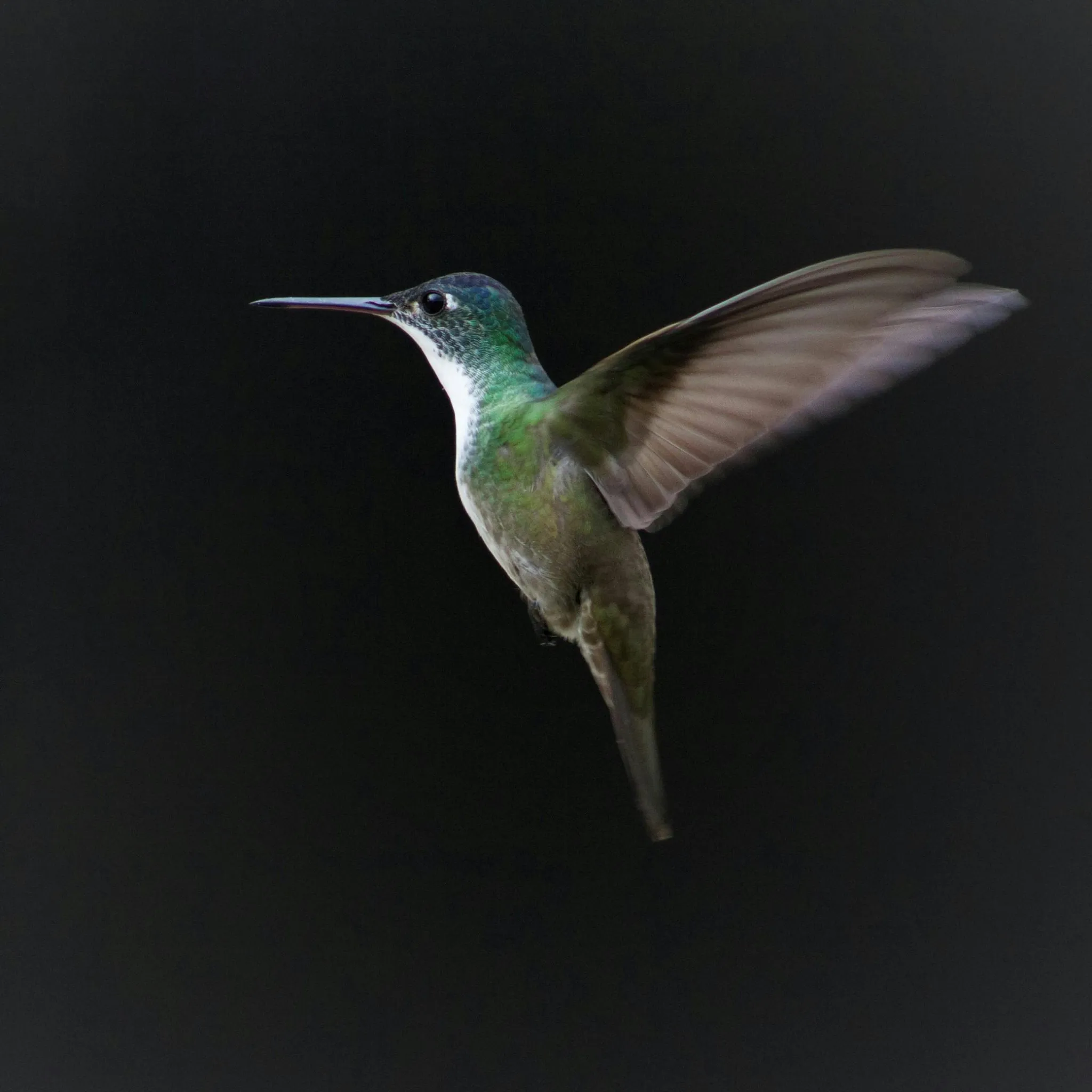 Unlock Divine Secrets: The Surprising Biblical Meaning Behind Hummingbird Dreams