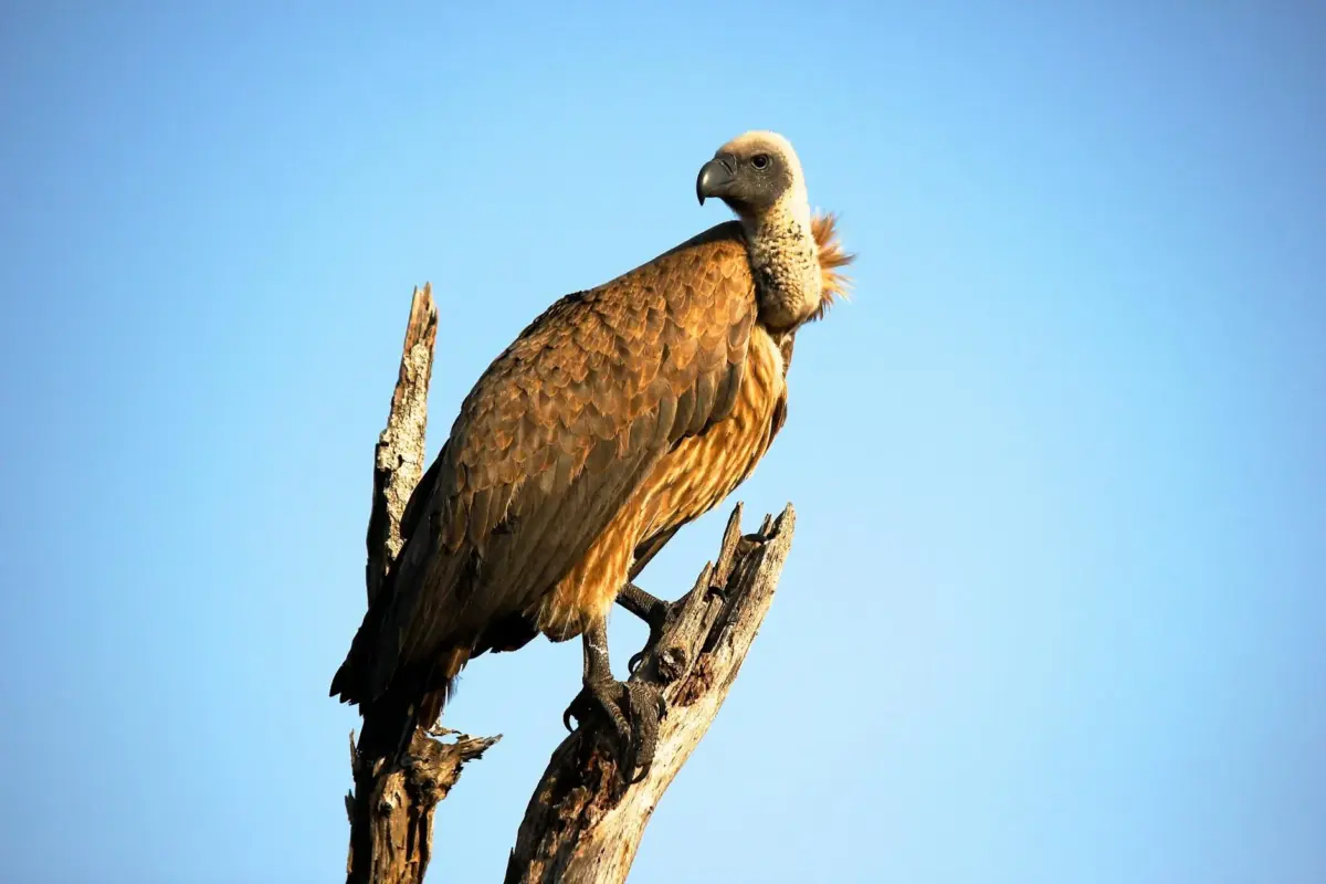 Unlock the Secret: What Seeing a Vulture Really Means in the Bible